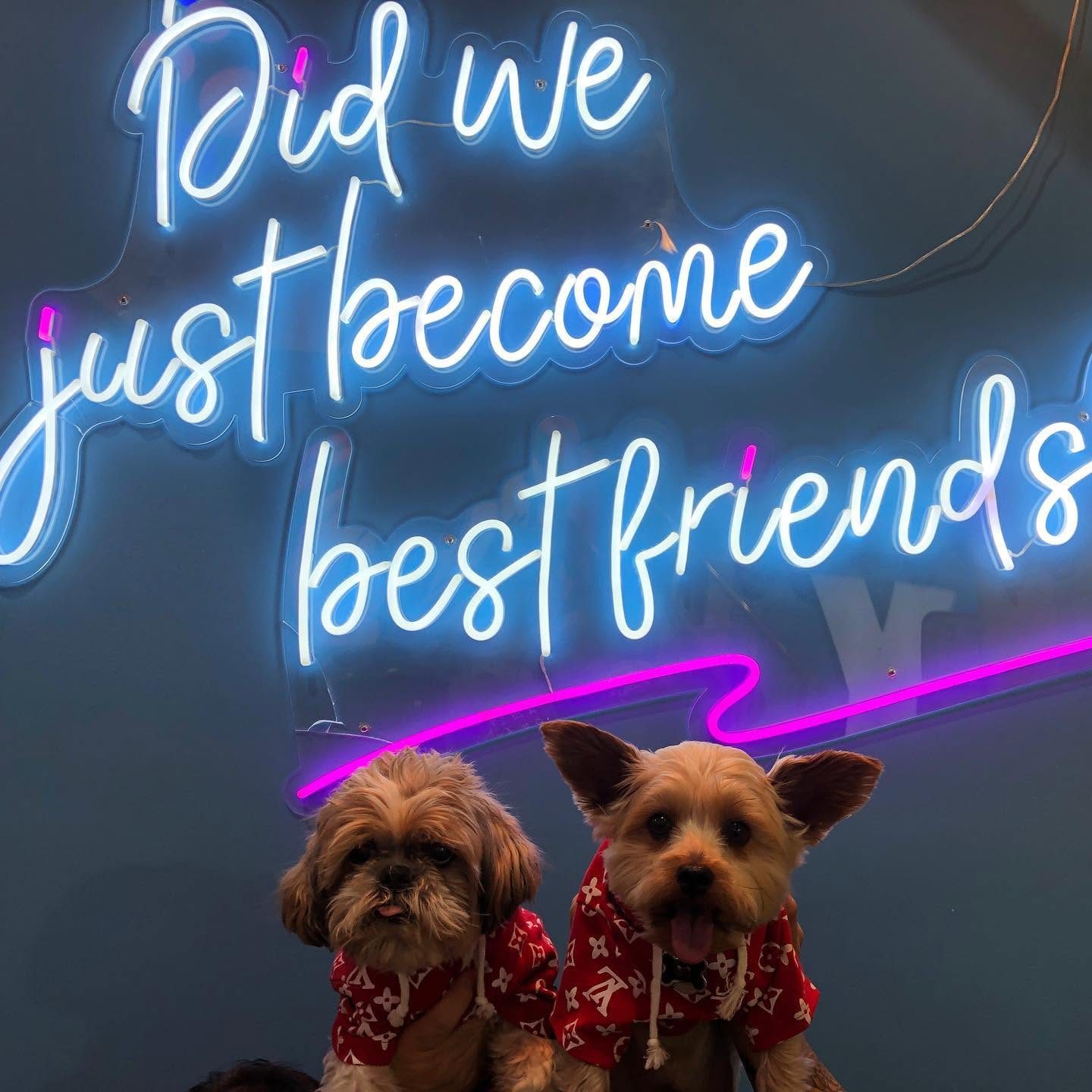Did We Just Become Best Friends — pet studio